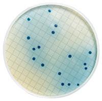 ), fondo bianco con reticolo nero, porosità 0,45 µm - 47 mm Stabilita: 6 Mesi a 4/25 C - Certificato di Qualità: incluso nella nella confezione. Campo di applicazione: Acque, alimenti, bevande.