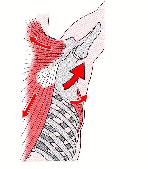 ABDUZIONE La rotazione esterna della scapola favorisce il movimento (si riduce il conflitto del