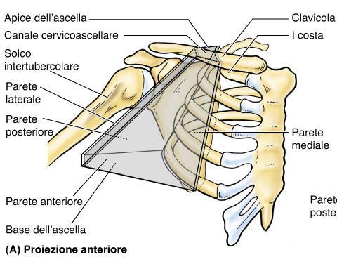 CAVITA ASCELLARE Spazio di forma piramidale,