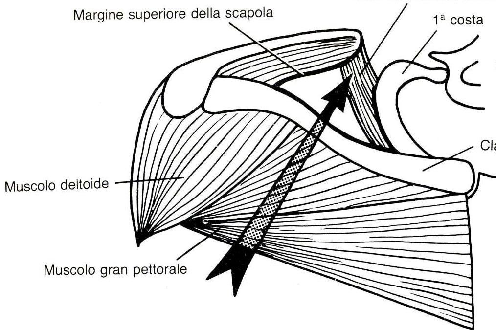 Apice ascellare ->