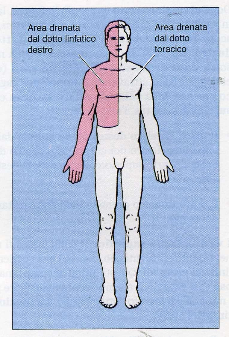 Parti drenate dal Dotto Toracico e dal Dotto Linfatico di Destra Tutti i vasi linfatici confluiscono in due tronchi principali rappresentati dal dotto toracico e