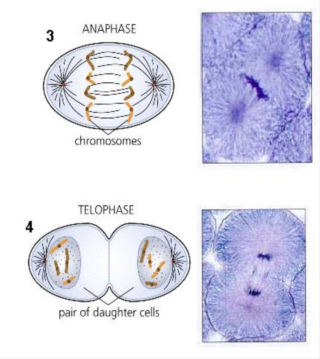 24) Un numero di cromosomi variato rispetto alla norma all interno di una cellula può essere ricondotto verosimilmente