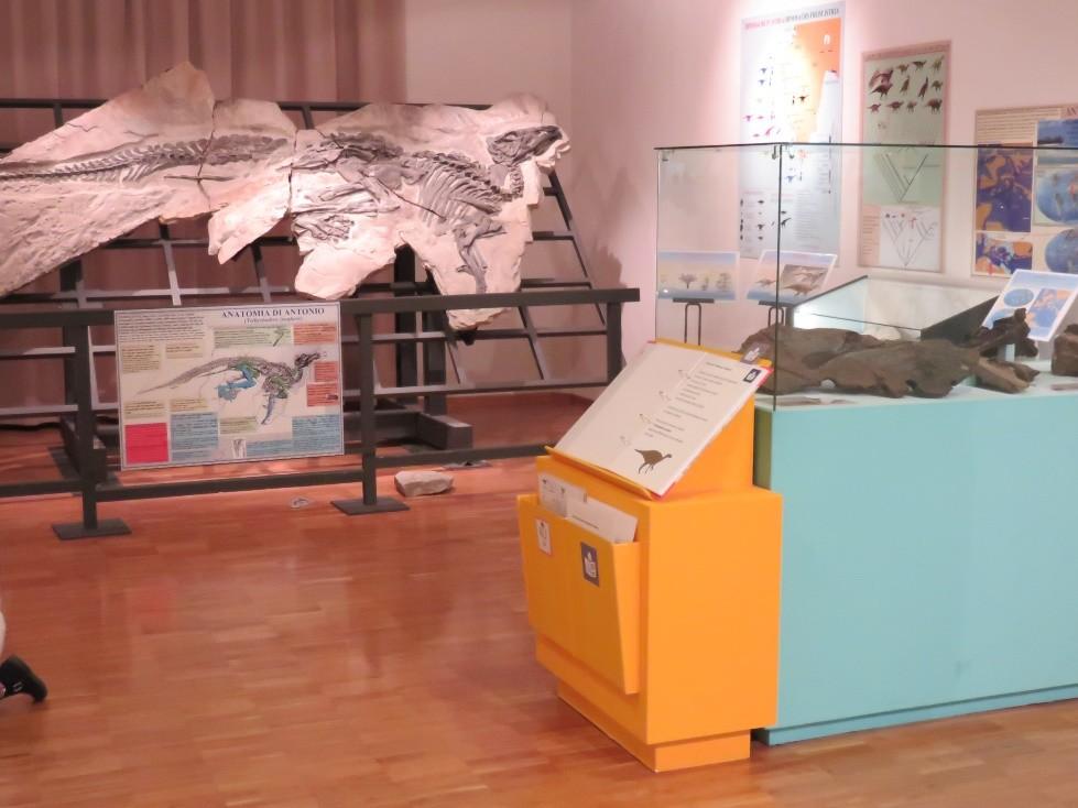 Cosa abbiamo realizzato Abbiamo realizzato due percorsi divulgativi semplificati in tutte le sale del Museo Civico di Storia Naturale di Trieste.