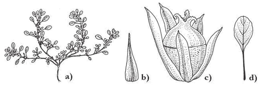 32 Note ecologiche su Amaranthus blitoides S. Watson (Amaranthaceae)... Fig. 2. Amaranthus blitoides S. Watson: a) habitus; b) brattea; c) fiore; d) foglia obovato-spatolata (da Jonsell, 2001).