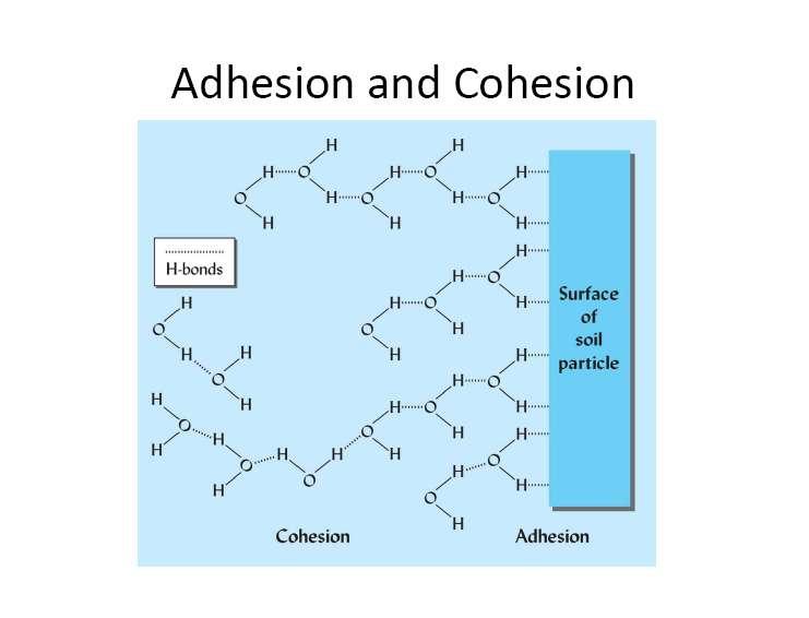 Due forze consentono al suolo di trattenere quantità variabili di acqua: 1) la forza di adesione, con cui le superfici solide attraggono molecole d acqua; 2) la forza di coesione, con cui dipoli H 2