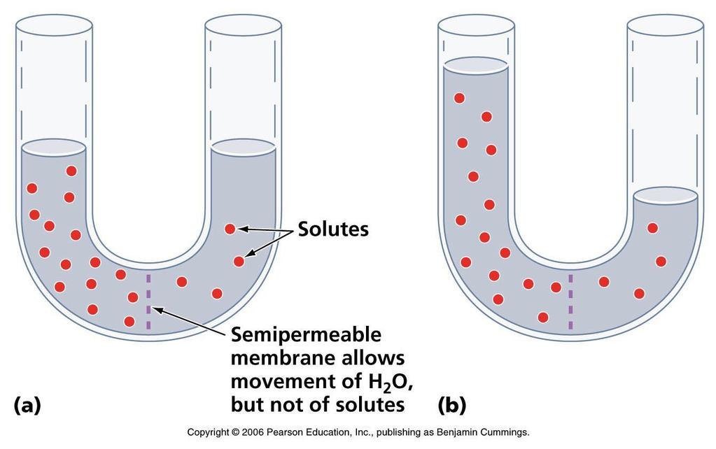Trasporto Passivo Osmosi Quando concentrazioni di soluto sono separate da una membrana semi-permeabilie, H 2 O si sposta per creare soluzioni isotoniche (ad uguale concentrazione di