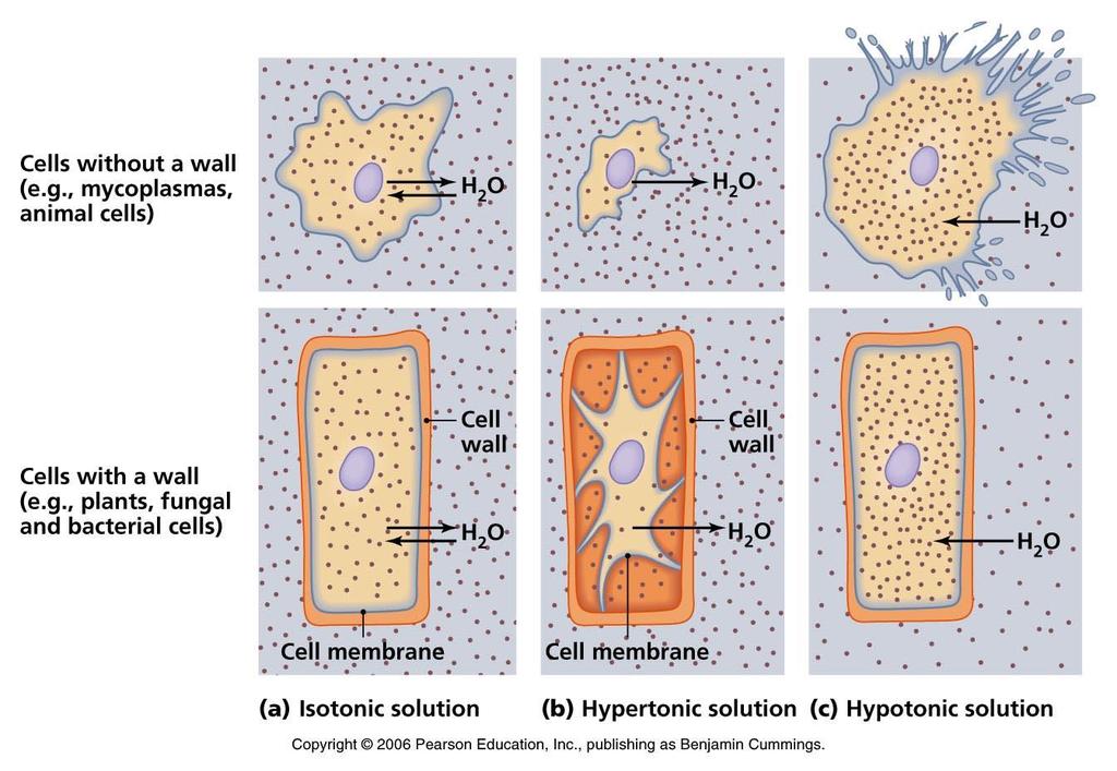 Trasporto Passivo Osmosi La parete cellulare dei microrganismi aiuta a preservare l integrità cellulare opponendosi alle variazioni della pressione osmotica: cellula in