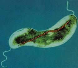 contenuto Tipologie: glicogeno poli-β-idrossibutirrato (Bacteria, Archaea) vescicole gassose per il galleggiamento