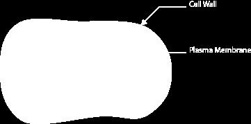 struttura caratteristica), Micoplasmi (privi di parete) Il peptidoglicano è una struttura