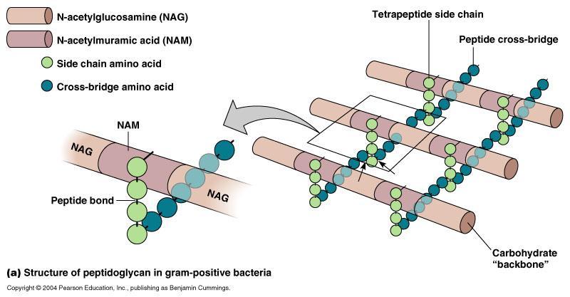 Parete cellulare Struttura del peptidoglicano (3 di 4) Nella struttura di base del peptidoglicano, le catene individuali di peptidoglicano si