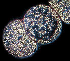 x (d) 2 Le ridotte dimensioni della cellula batterica consentono una penetrazione più efficiente dei