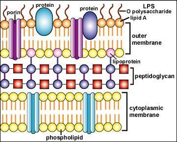 Parete cellulare Gram-negativi: parete e membrana esterna Strutturalmente e chimicamente più complessa di quella dei Gram+, la parete cellulare dei Gram- è formata da un sottile (20-30 Å; 2-3 strati