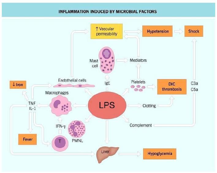 Parete cellulare Gram-negativi: effetti biologici dell LPS RUOLO DELL'ENDOTOSSINA NELLO SHOCK ENDOTOSSICO Shock endotossico: grave