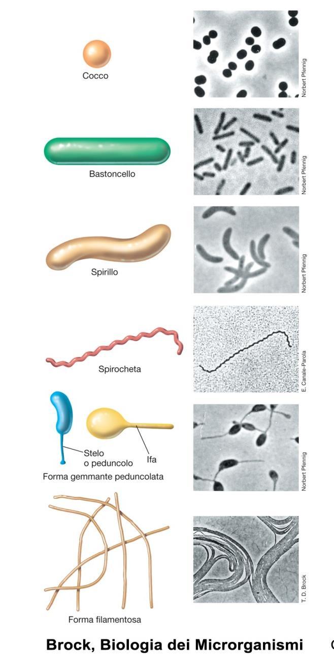 Batteri Principali morfologie cellulari I batteri presentano elevata variabilità anche nella forma ed organizzazione: Forme (morfologie) cellulari caratteristiche: sferica: cocchi (Staphylococcus spp.