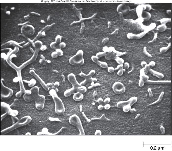 Parete cellulare Casi particolari Micobatteri: parete cellulare a struttura complessa (simile a quella dei Gram+) in cui il peptidoglicano