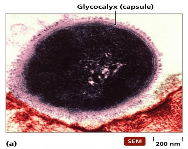 Cellula batterica Strutture esterne: glicocalice Glicocalice: rivestimento esterno cellulare, composto generalmente da carboidrati (S.