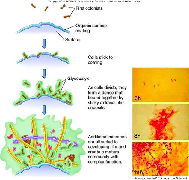 glicocalice Biofilm: