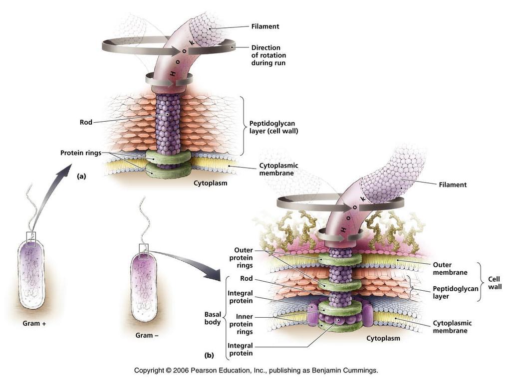 Cellula batterica Strutture esterne: flagelli Il flagello risulta composto da tre parti: filamento: lungo, struttura elicoidale formata da subunità proteiche (flagellina) uncino: membrana (guaina)