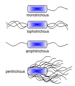 Cellula batterica Strutture esterne: flagelli Composizione: - Proteica: flagellina