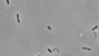 Twitching composito (flagella +