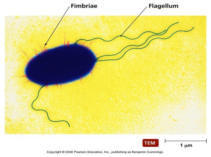 Cellula batterica Strutture esterne: fimbrie e pili Fimbria (lat., fimbriae: frangie) e pilo (lat.