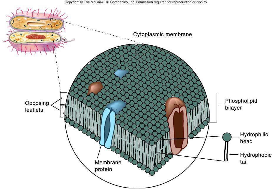 regioni idrofiliche (glicerofosfato) ed idrofobiche (acidi grassi) mediante le quali si auto-assemblano le proteine sono associate alla membrana od integrate in essa flessibile (viscosità ~ olio