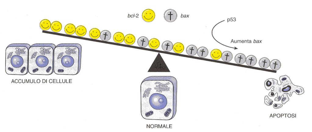Il rilascio del citocromo C dai mitocondri che sembra rappresentare una fase critica della catena degli eventi che portano alla morte cellulare.