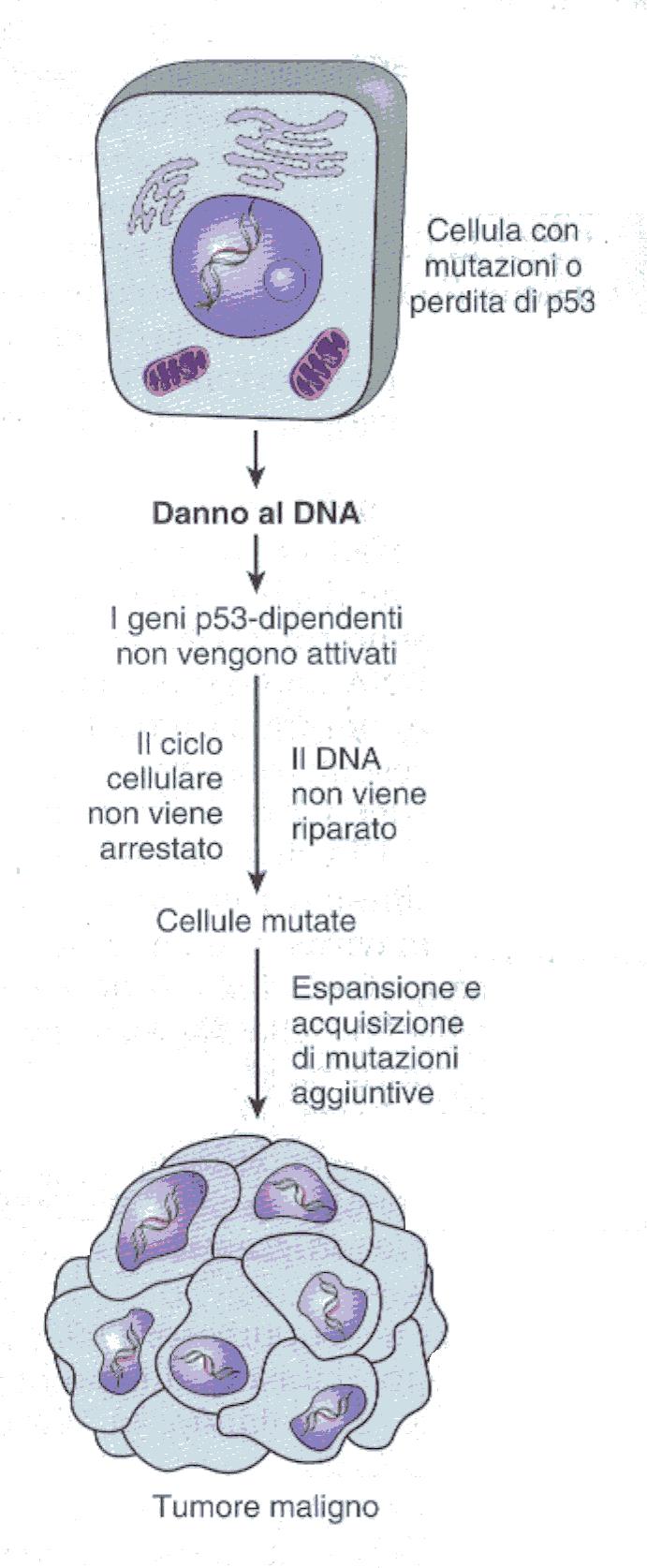 Se invece il danno al DNA non può essere riparato in maniera soddisfacente, la p53 induce i geni dell apoptosi: i geni bax e IGF-BP3 che stanno sotto il controllo di p53 e che eseguono l ordine di