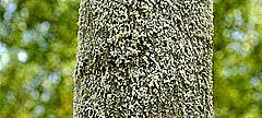 L Afide lanigero del pioppo Afide lanigero del pioppo (Phloeomyzus passerinii) Provoca disseccamento