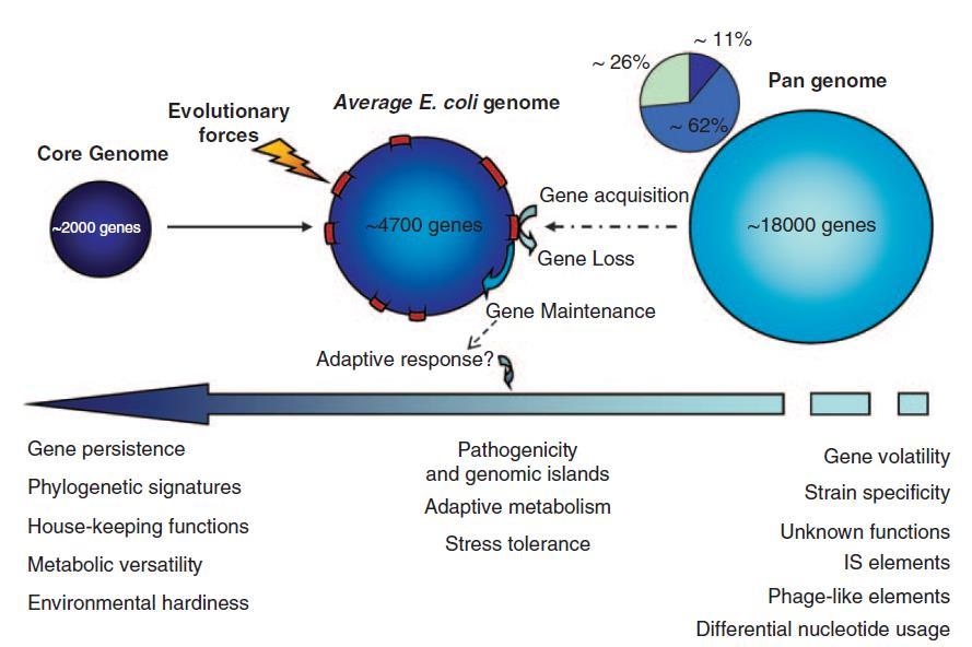 The E. coli pangenome Genomic plasticity Huge pangenome Van Elsas J.D.