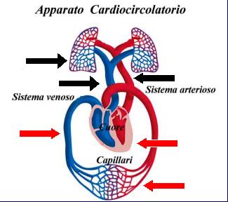 Sistema di vasi all interno dei quali scorre un fluido, il sangue, pompato da un organo,il cuore.