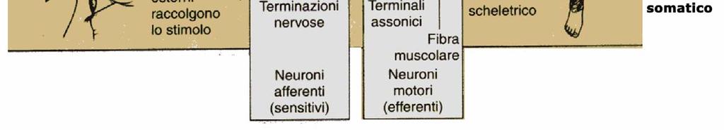 delle Informazioni Schema della Risposta