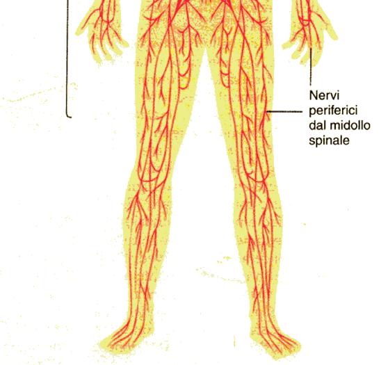 Somatico provoca la contrazione delle Fibre muscolari scheletriche Autonomo provoca