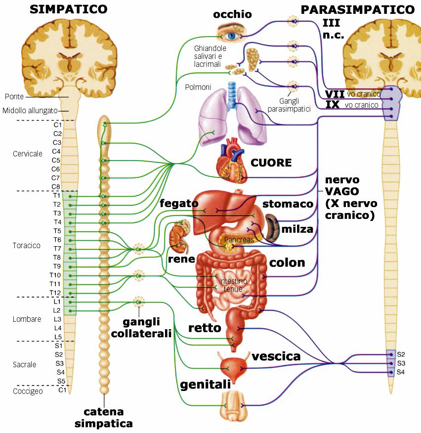 Il simpatico è un sistema motorio di vasta distribuzione. I neuroni simpatici pregangliari sono localizzati nei segmenti T1- L2 del midollo spinale.