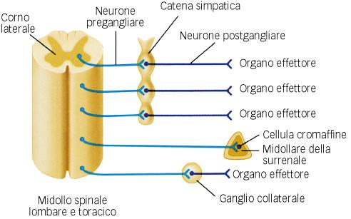 simpatica; essa può essere considerata un ganglio simpatico modificato