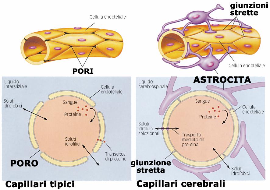 La barriera ematoencefalica Nei tipici capillari sistemici gli scambi delle piccole molecole idrofiliche hanno luogo attraverso i pori per diffusione semplice; alcune proteine