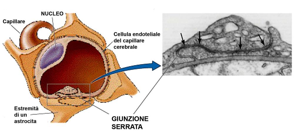 La barriera ematoencefalica Tra le cellule endoteliali adiacenti dei capillari dell encefalo esistono giunzioni serrate. Giunzioni simili tra i capillari non esistono in nessun altra parte del corpo.