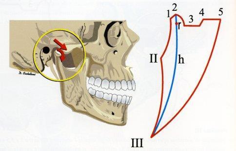 Articolazione temporo-mandibolare Movimenti