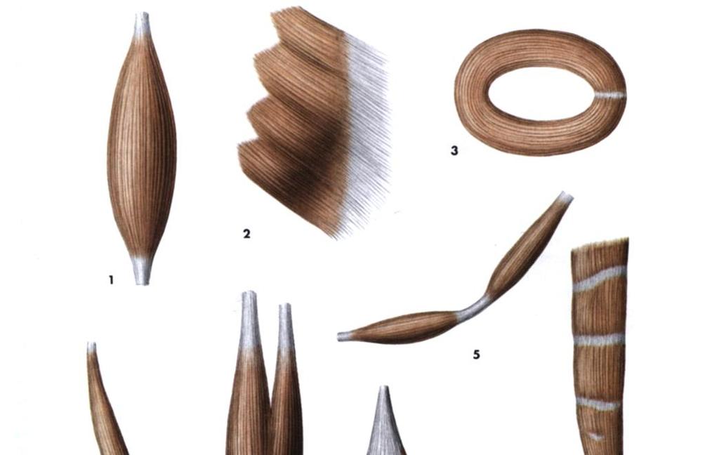 I movimenti articolari sono possibili grazie alla inserzione di muscoli striati sui capi articolari Origine del muscolo: capo osseo che rimane fermo Inserzione muscolo: capo osseo che si sposta come