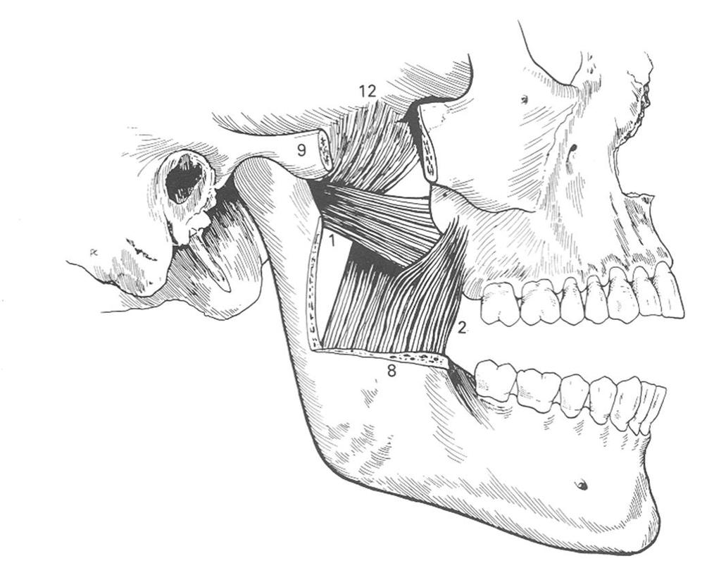 Muscolo pterigoideo