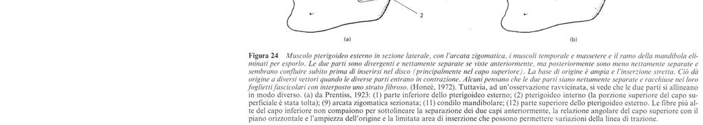 mandibola Capo inferiore: rotazione condilo attorno all