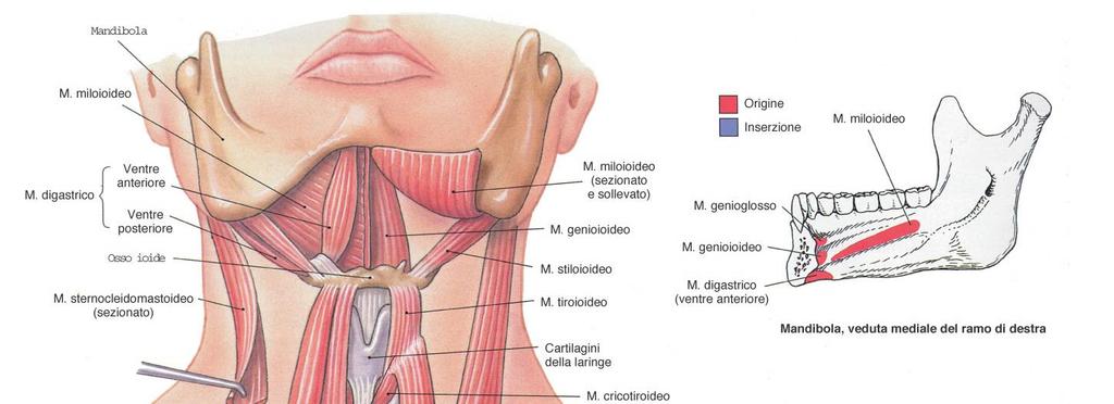 Martini, Timmons Anatomia