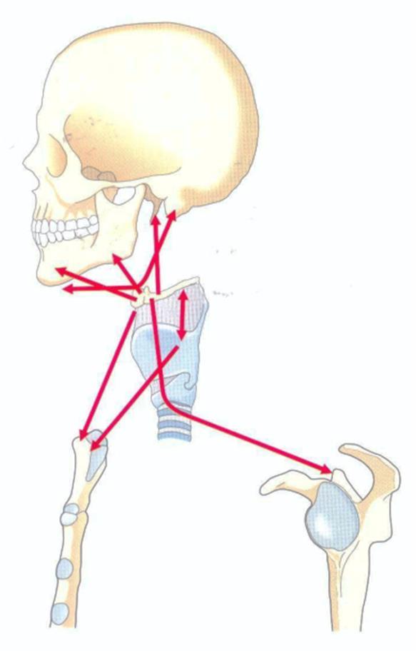 biomeccanico con il cingolo scapolare grazie all