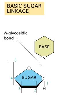 nucleoside