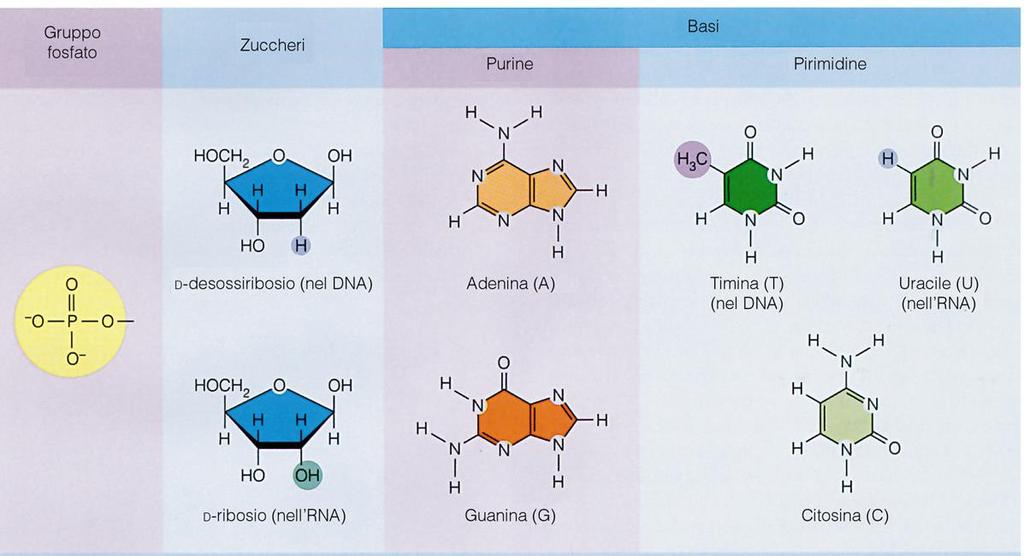 Gli Acidi Nucleici sono le macromolecole depositarie dell informazione genetica.