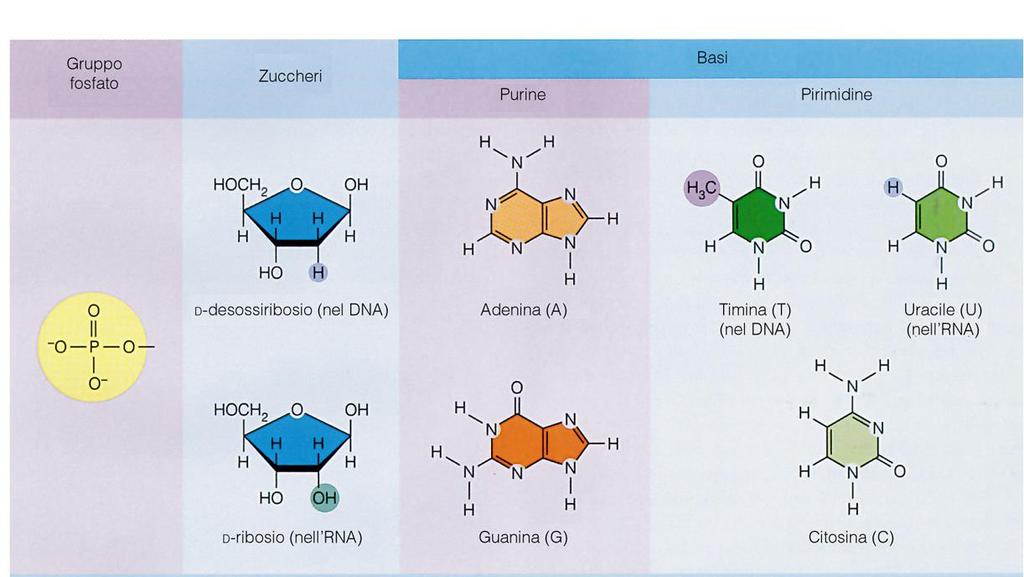 Il DNA è un polimero di