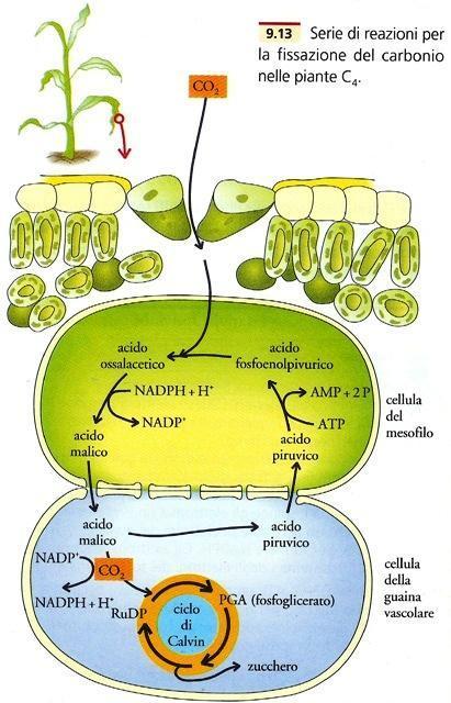 Piante- C4 Anatomia Kratz PEP carbossilasi Ossalacetato PEP