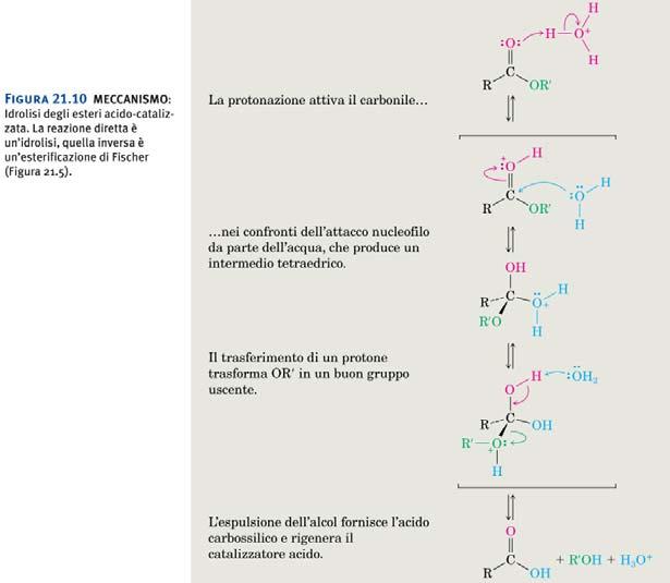 Esteri Ammidi Amminoacidi, Una proteina (poliammide) Il legame