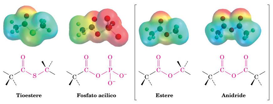 Tioesteri e fosfati acilici usati in