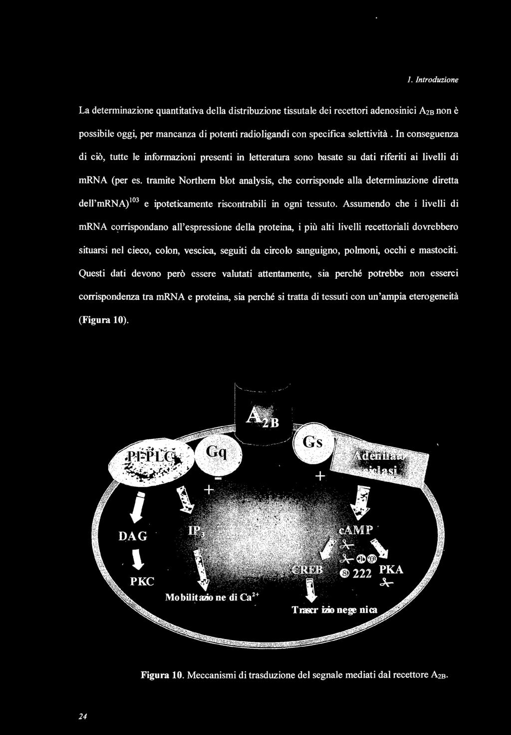 tramite Northem blot analysis, che corrisponde alla determinazione diretta dell'mrna) 103 e ipoteticamente riscontrabili in ogni tessuto. Assumendo che i livelli di mrna C<?